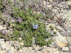 Голубянка-Шиффермюллера_стация